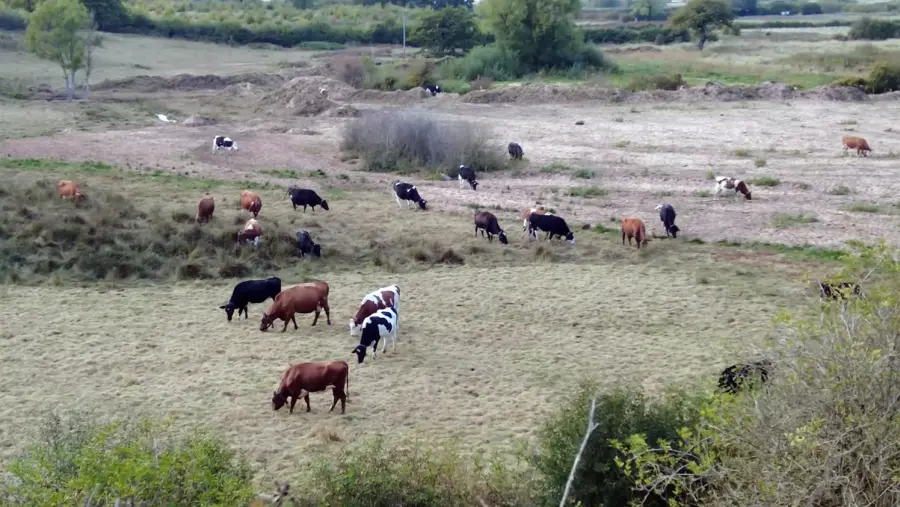 Cows in the field adjacent to the Bridgewater canal breach! Clearly the farmer is using the opportunity before any works on the canal begins.