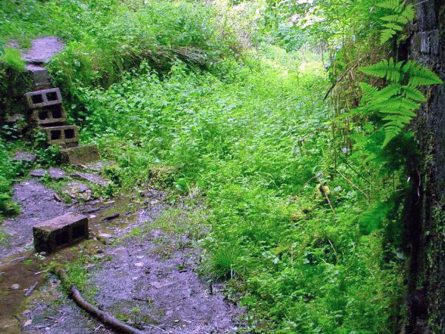 Looking from just inside the tunnel to about where the old lockgates would have once stood. Lots of green foliage yet again!